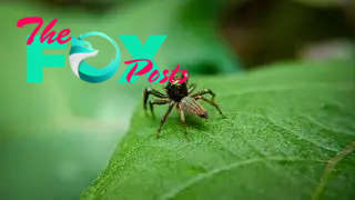 Small emerald green spider on a leaf.