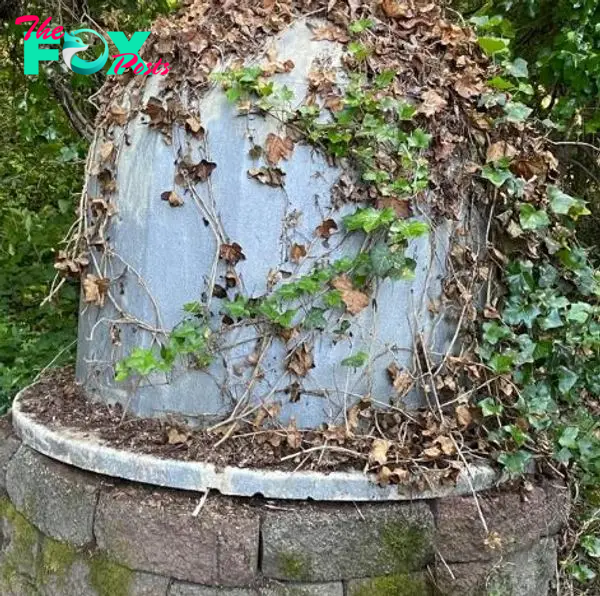 Plastic dome overgrown with ivy.