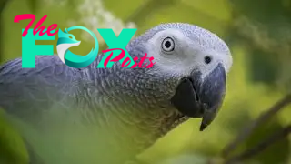 An African gray parrot peers at the camera amid leaves.