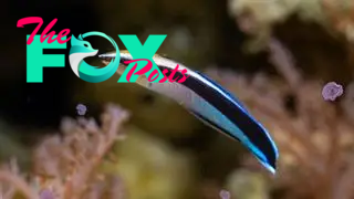 A cleaner wrass fish in the water with coral in the background.