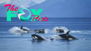 A pod of orcas swimming in the ocean.