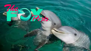 three dolphins sticking their heads out of the water with the middle one with its mouth open