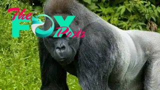 Photo of a silverback gorilla walking on all fours in a field in front of trees, looking into the camera.