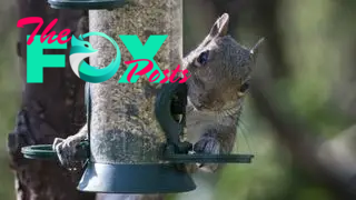 A squirrel perches on a bird feeder.