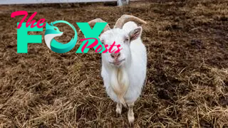 A goat standing in a pen looks up at the camera.