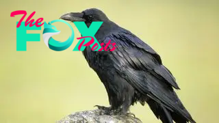 A common raven sits on a rock against a natural yellow background.