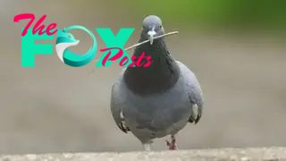 A photograph of a pigeon walking on the road with a stick in its beak