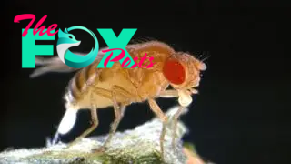 A fruit fly (Drosophila melanogaster) laying eggs.