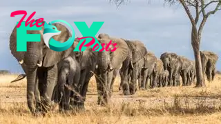 Elephants are seen walking one behind the other through the savanna.