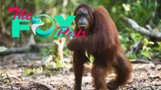 A female orangutan stands on her hind legs in a forest.