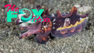 The flamboyant cuttlefish (Metasepia pfefferi