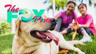 Mother and girl with their pet dog (Labrador Retriever) relaxing in the park.