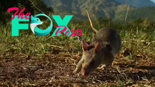 A rat on a metal leash sniffs the ground for traces of landmine explosives.