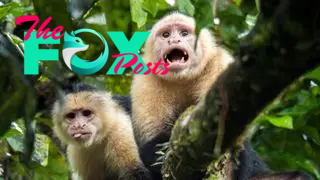 two white-faced capuchin monkeys in a tree