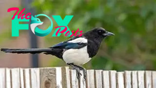 A magpie perches on a garden fence.