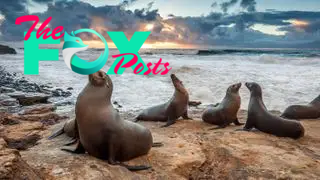 Sea Lions enjoying the last light of the day during sunset at La Jolla beach near San Diego, California.