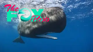 sperm whale in the ocean