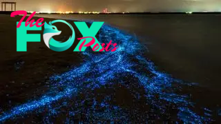 Example of bioluminescence - Illumination of plankton on a beach in the Maldives.