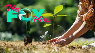 Close up of hands planting a green-leafy plant. There is a trowel stuck into the earth just to the left.