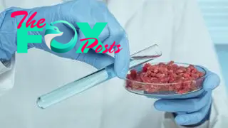 Scientist testing raw meat in laboratory.