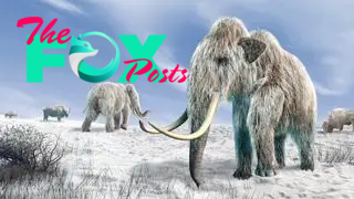 Computer artwork of woolly mammoths (Mammuthus primigenius) and bison (Bison bison) in a snow-covered field.