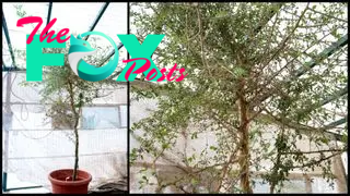 A collage of two pictures showing a small tree standing in a pot in a greenhouse.