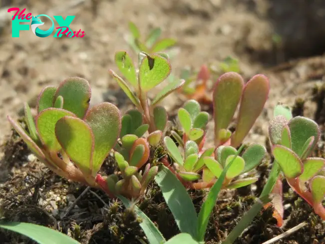 Image: Purslane