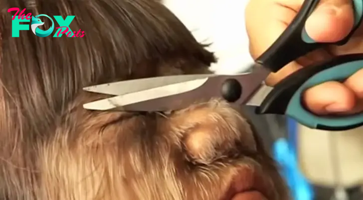 Closeup of a person covered in fur-like hair getting a haircut, scissors placed on nose.