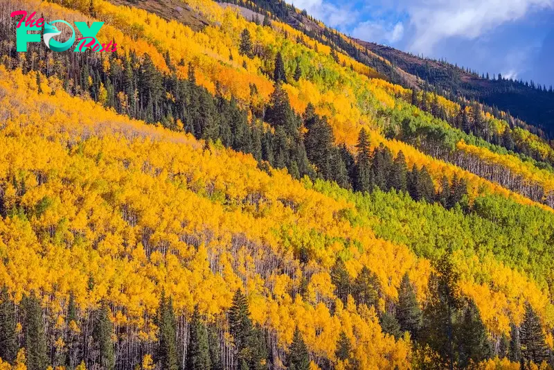 Breckenridge Fall Foliage 