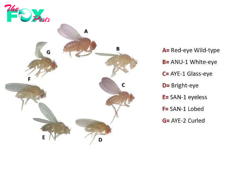 From white eyes to curly wings, the variants developed at the ‘Fly research lab and stock center’ in college of biotechnology at the Dow University of Health Sciences (DUHS). PHOTO: DUHS college of biotechnology