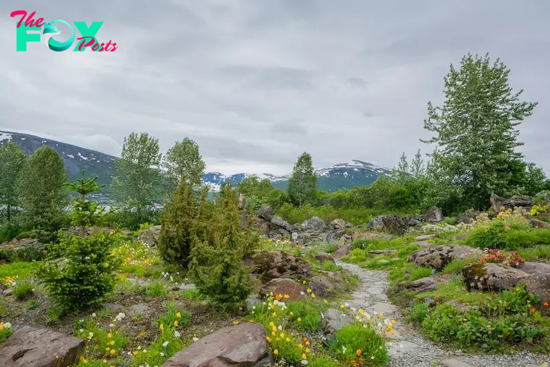 Arctic-Alpine Botanical Garden