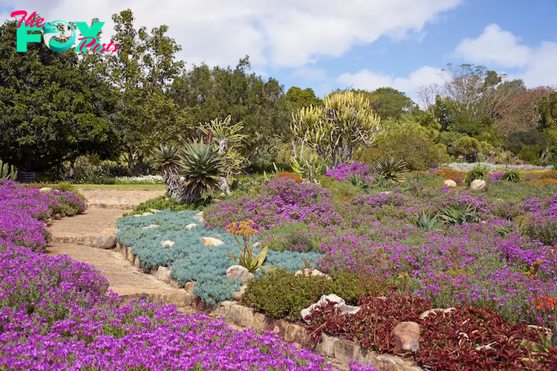 Kirstenbosch