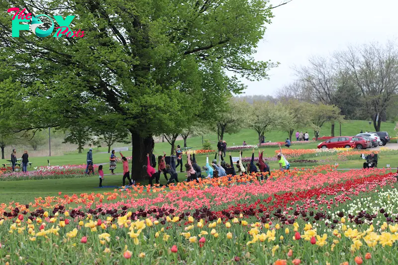 Tulip Time Festival