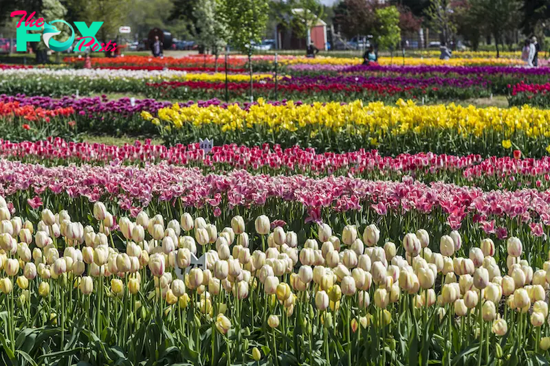 Veldheer Tulip Garden