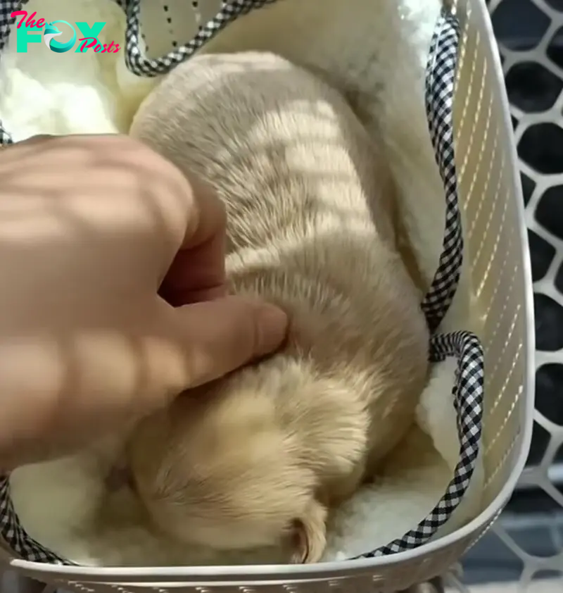 tiny dog and owner petting it