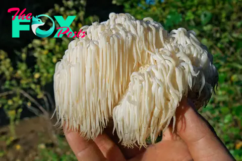 Lion's mane mushroom being held in someone's hand