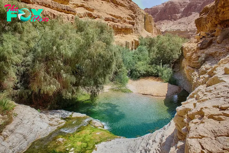 Ein Gedi