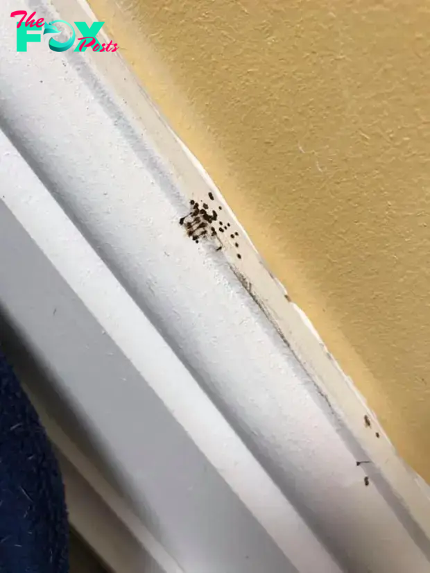 Spider poo on the skirting of a home