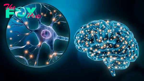 Visual diagram showing the neurons in the brain