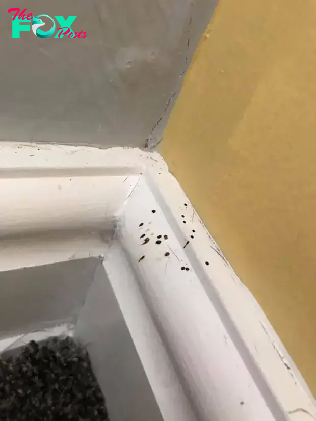 Spider poo on the skirting of a home