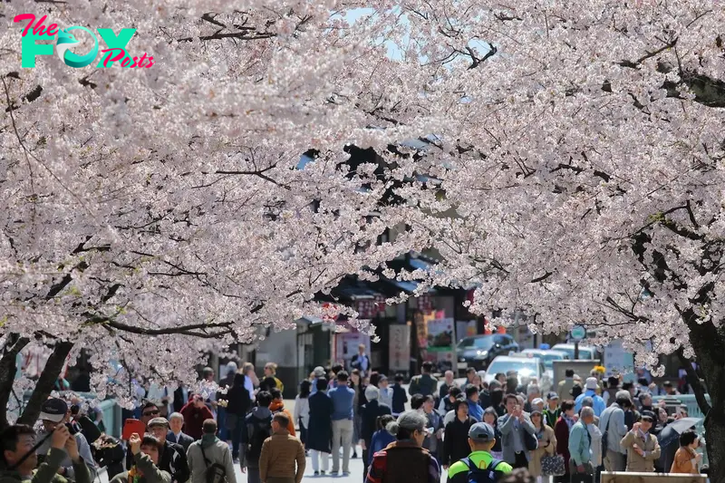 Cherry Blossom Festival