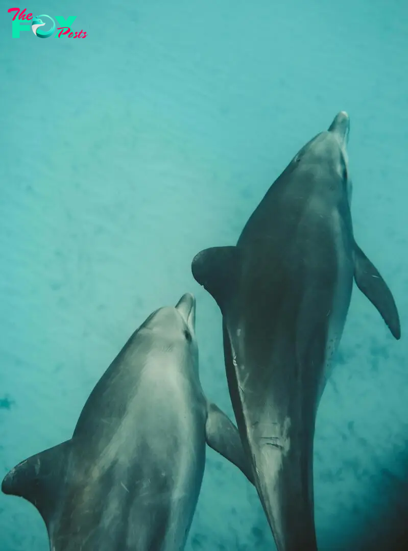 Dolphins | Source: Pexels