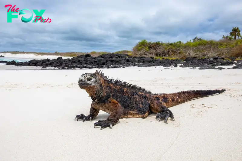 Galápagos Islands