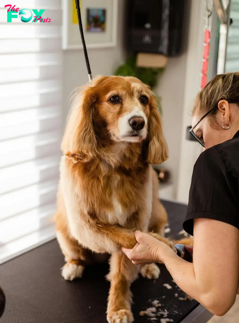 A person grooming a dog | Source: Pexels