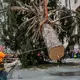 Holiday arrival: Rockefeller tree ushers in Christmas season