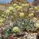 Groups to US: Protect Nevada flower from mine or face court