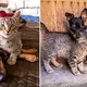 Stray Kitten Fell In Love With Puppy, Keeps Coming Back To See Him