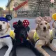 Service Dogs In Training Take Adorable Field Trip To Disneyland
