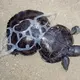Turtle Cut Free From Plastic 6-Pack Ring 20 Years Ago Is An Anti-Litter Crusader