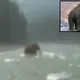 Alive Woolly Mammoth Recorded In a Siberian River Makes the News – Not Extinct ?!